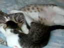 Punky cuddling with Tenzing