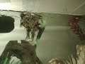 Raving Terrapins