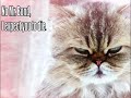 Gatinhos Loucos - 2 de 3