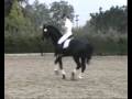 equestrain is
