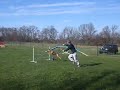 Outlaw Agility Practice Nikki