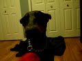 Doberman In Trouble! Doberman In Trouble!