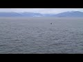 HAL Amsterdam Whales 1