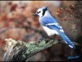 Bird Watcher