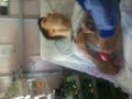 La pose de ma greffe