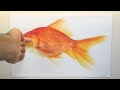 #أمراض الأسماك | معرفة السمكة الصحية والسليمة من الأمراض |.. -Views : 0