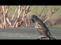 Garden Birds - January