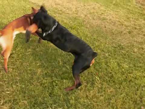 pitbull croisé rottweiler