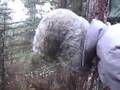 Metsämies ja ruotsalainen