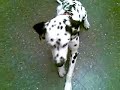 dalmata haciendose el muerto