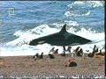 Orca slaps the crap out of a Seal