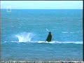Orca slaps the crap out of a Seal Orca slaps the crap out of a Seal