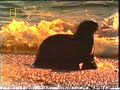 Orca slaps the crap out of a Seal