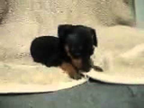 Too Cute Min Pin Pup, Cinder
