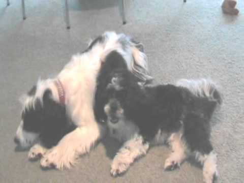 how to treat shih tzu fleas