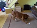 my crazy boxer dog my crazy boxer dog
