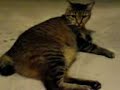 Fat cat