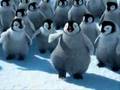 Dancing & Rapper Penguins 6!