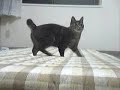 ボール猫動画