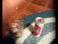 Rooster Booster Energy Drink