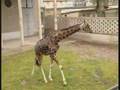 Lo zoo di Napoli - video istituzionale
