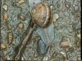 Schnecke