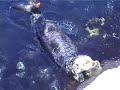 Wild Sea Otter and Pup