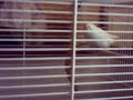 Our pet birds