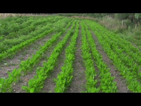 how to grow sugar beets