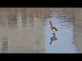videos de gooses