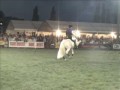 A fantastic display of Jambette at the canter in A-tempi (every stride)for 9 consecutive stridesRider: Juan Diego Garcia Trevijano