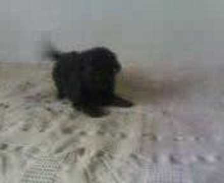 perro asesino
