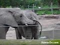 The Elephant Surprise The Elephant Surprise
