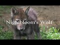 Nightbloom - How To Level Your Wolf Legitly Nightbloom - How To Level Your Wolf Legitly