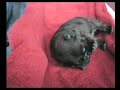 (Chow Chow) Zung Tzung Le\