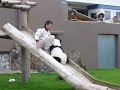 Young panda was carried by ... at Adventure land of Shirahama