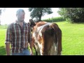 How to Judge Dairy Cattle