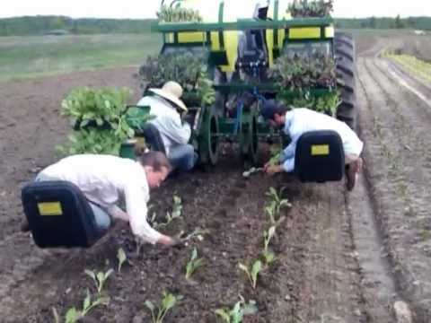 how to transplant kohlrabi