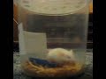 Jumping Mouse