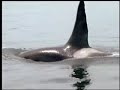 Alaska Inside Passage Yacht Cruise - amsafari.com