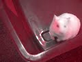 Marshmellow likes Dancing