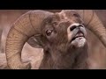 Bighorn's fight - Yellowstone - BBC