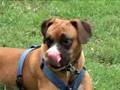 Animal Protection Society of Durham, NC