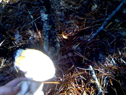 Video " Buscando Boletus Edulis"