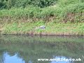 Walkera 36 RC Helicopter - Flying Over Water 2