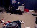 Why cats are more loyal than dogs...