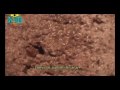 LOS UMMITAS EXTRATERRESTRES- UMMO- ( 4 DE 4 PARTES)