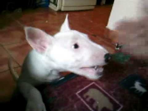 BULLTERRIER INGLES