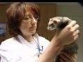 Conseil Vétérinaire. Il Court, Il Court Le Furet. Clinique Vétérinaire