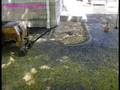 Asphalt Curbing or Berm Installation